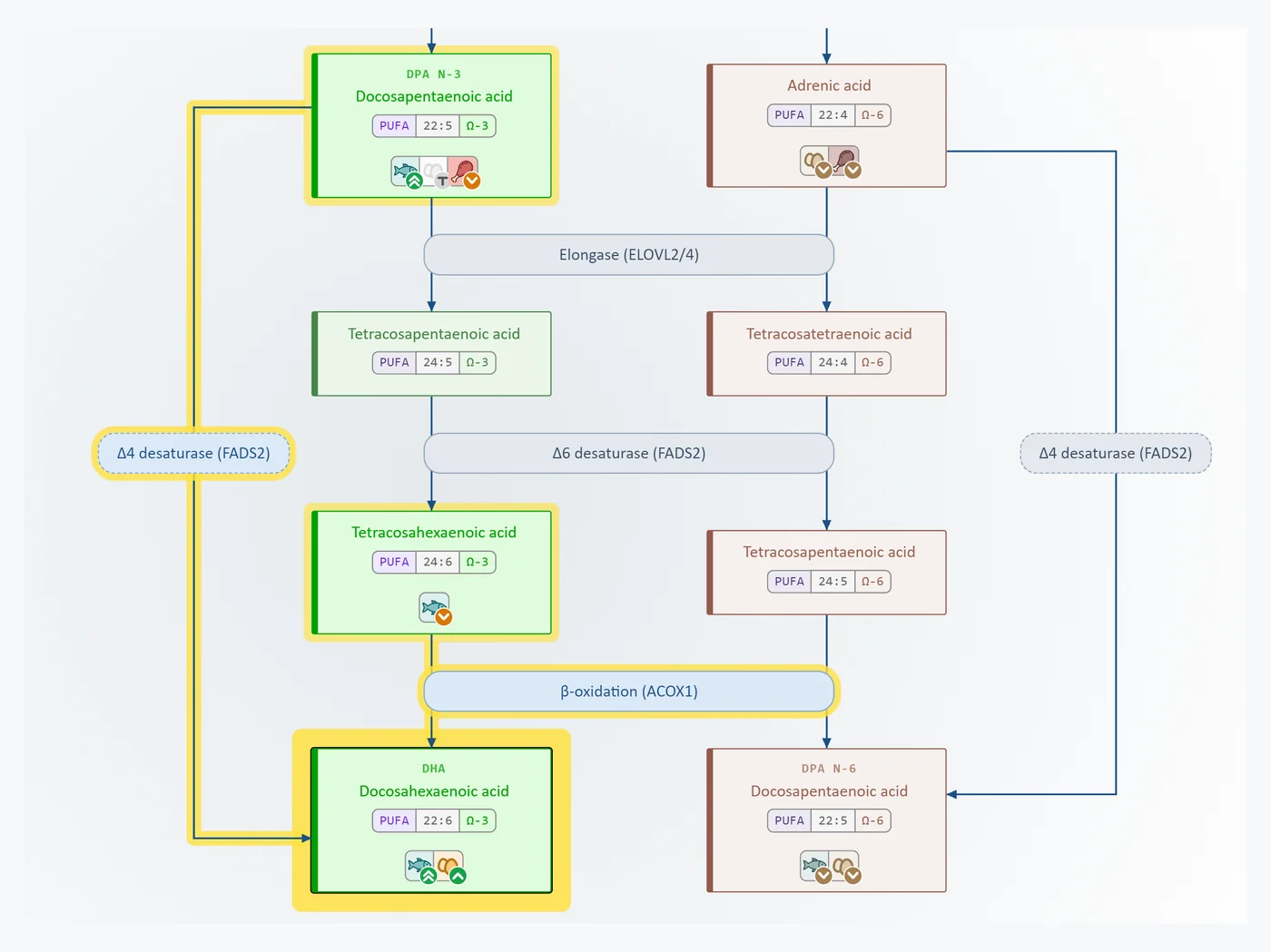 Interactive pathway zoomed to the last steps to DHA