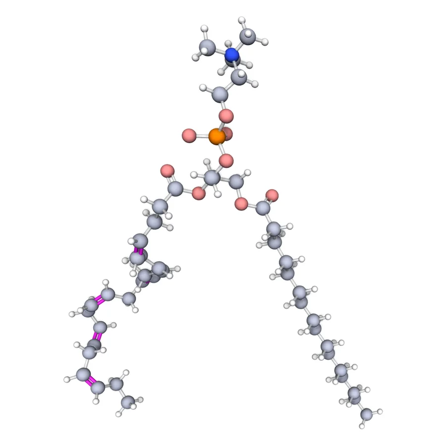 Phospholipid Lab: a phospholipid in 3D